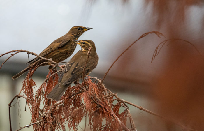 Agenda n° 1 – Octobre – Le choix des reproducteurs