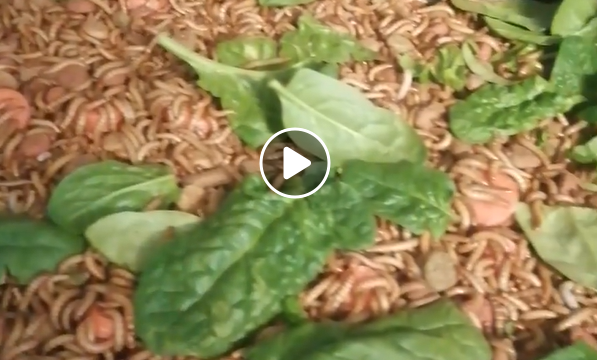 Journal #4 – Préparation des teignes de la farine (tebebrio molitor)