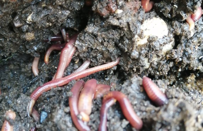L’alimento principe per i turdidi: IL LOMBRICO ROSSO