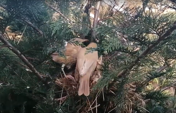 Protocollo di alimentazione cotta e congelata