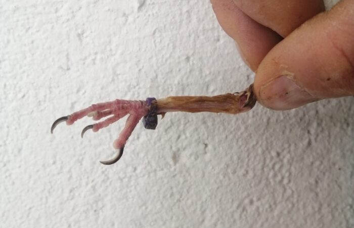 Qu’est-ce que l’hyperkératose ?